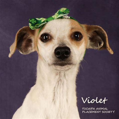 www.yahp|yucaipa animal shelter pet adoption.
